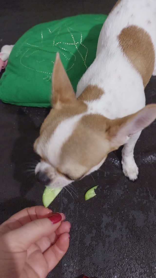 #ЧмхуахуаРеди❤️ПИТАНИЕ В БАЛАНСЕ)