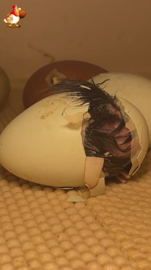 Рождение цыпленка за 1 минуту в инкубаторе вар.14