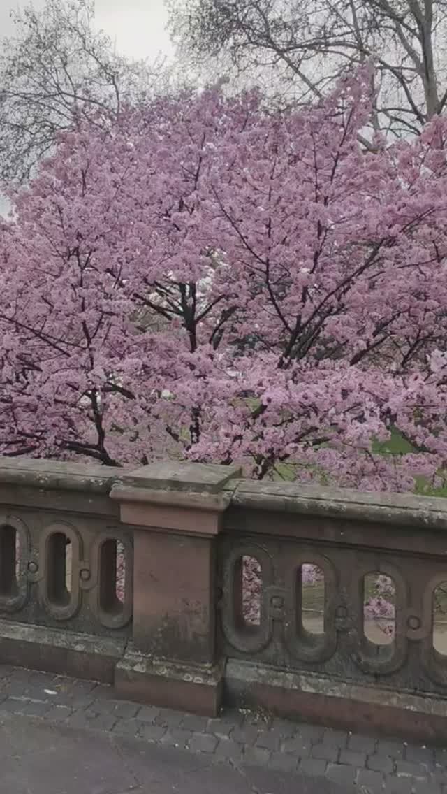 Красивая весна 🌸✨ #весна #цветение #фруктымира #сакура