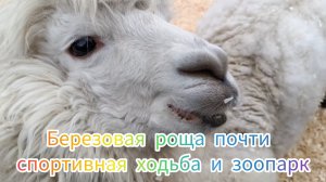 березовая роща и зоопарк