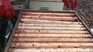 18.04.2026. Развитие пчелосемей в деревянных ульях. Расплод. Сила семей. Обзор.