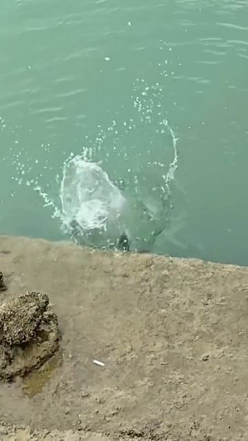 Would you outsmart me like this?