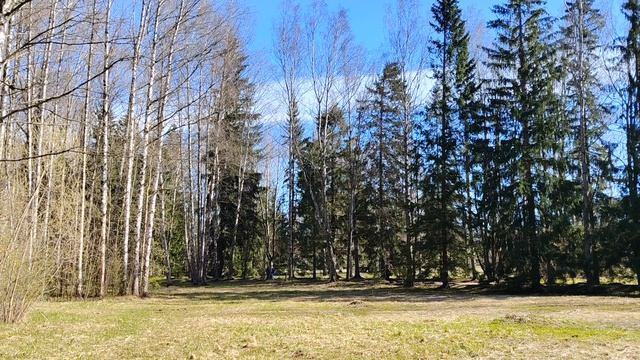 природа,лес, павловский парк.mp4