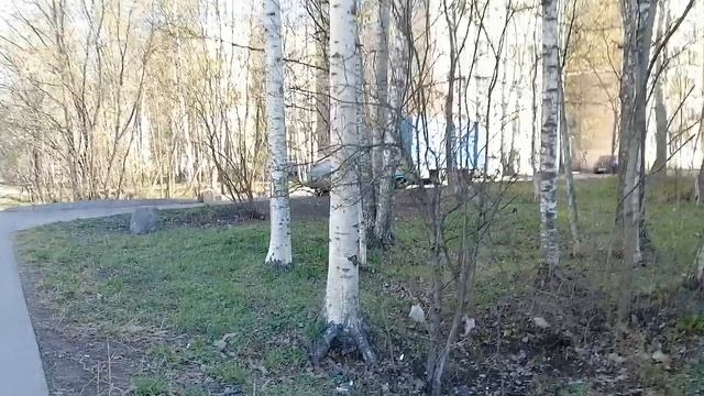 Солнечное утро и смотрела сегодня блогера Борода