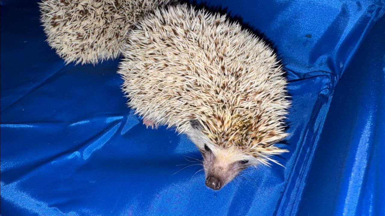 Все хотят пообщаться с милыми колючками.