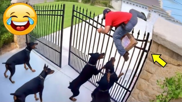 Приколы с животными🤗 Смешные видео про животных 🤗СМЕШНОЕ ВИДЕО😍 Наши любимые смешные животные