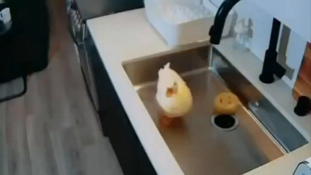 не любит камеры