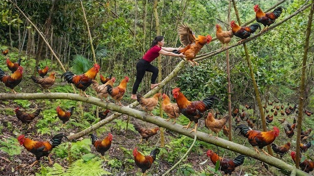 Собрала на ферме много цыплят для продажи. Убирала старые овощи и сажаю новые. Серия 94. Ли Фук Ви
