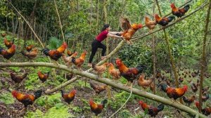 Собрала на ферме много цыплят для продажи. Убирала старые овощи и сажаю новые. Серия 94. Ли Фук Ви