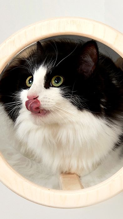 Мы Бобры-знаем, что любят кошки