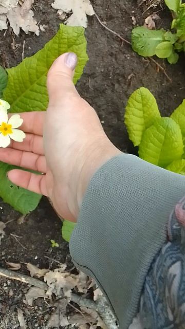 Примулы в лесу