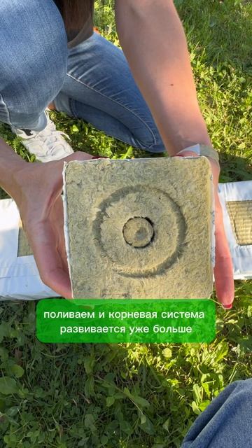 Как выращивать растения без грунта?