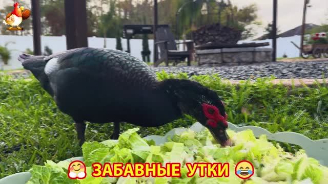 Забавные утки мускусные и пекинские на свободном выгуле со своими друзьями ч.(386) ❣️🤗😂