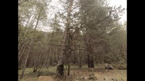 Ущелье Адыр-Су ,Приэльбрусье, конец мая.