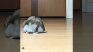 Хомяки  под фонк