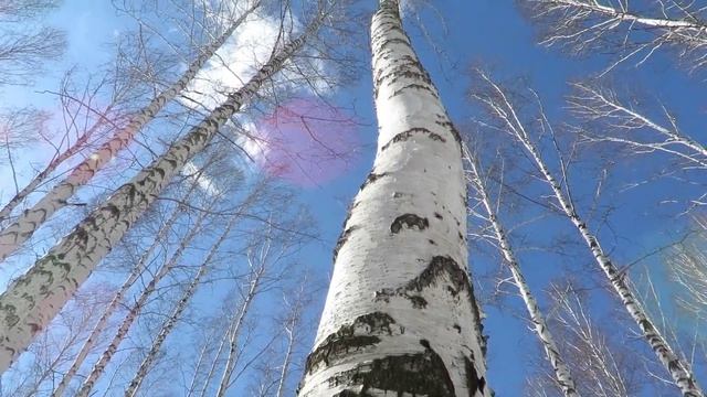 Ранняя весна. Пробуждение природы.