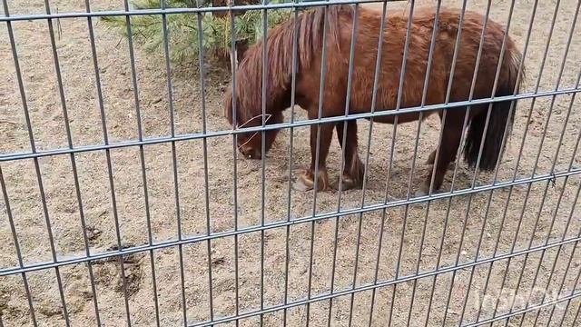 19.04.2026 Ульяновский зоопарк 🐘 прекрасен! даже в дождь, ☔ даже в холодную погоду. Всё супер!