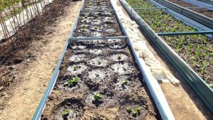 Экспериментирую с новым удобрением на клубнике