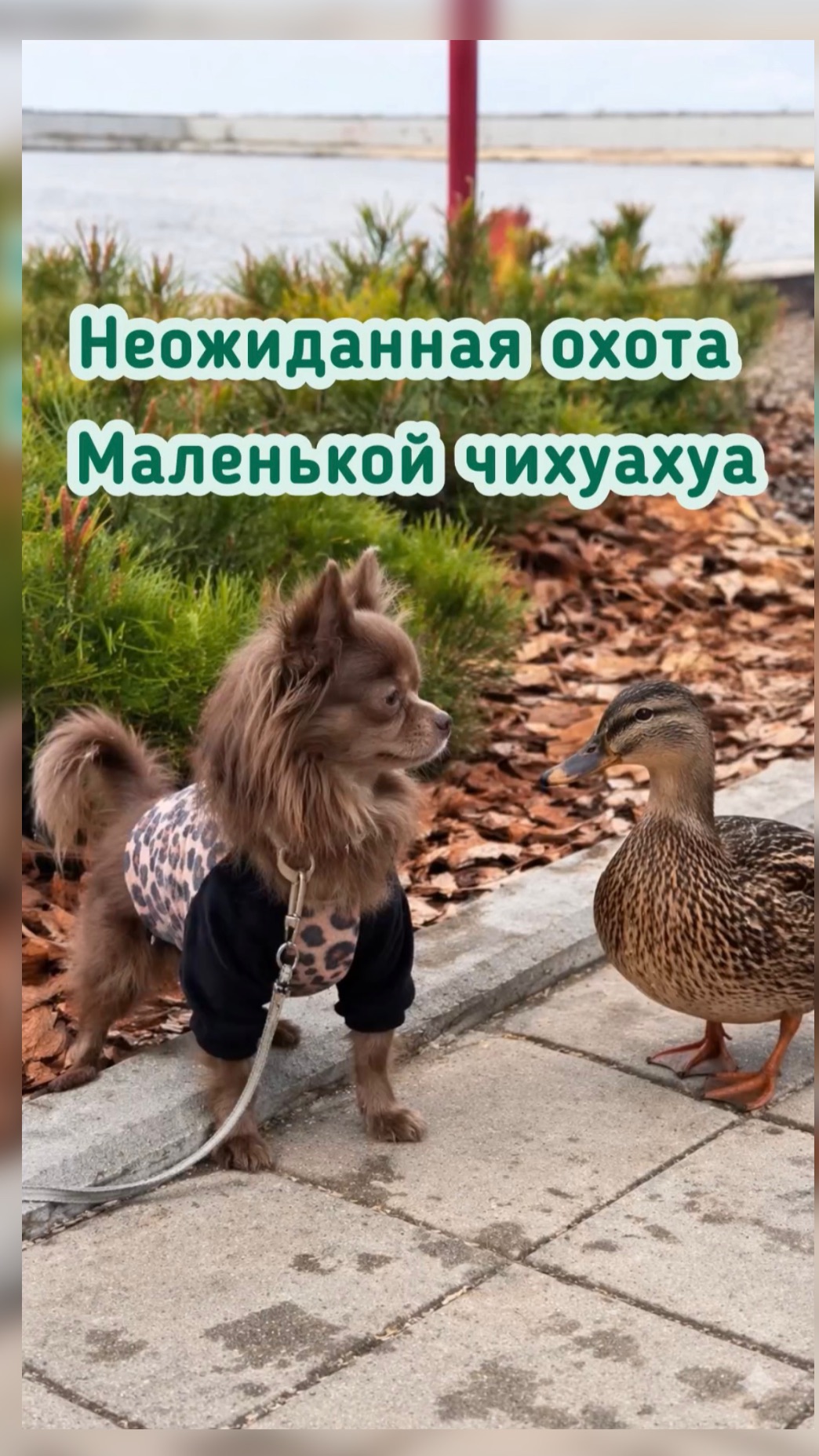 Спокойная прогулка чихуахуа Грейс по набережной превратилась в настоящее приключение!