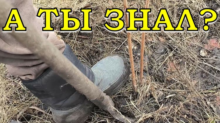 Сажайте МАЛИНУ весной ТАК - и будет СУПЕР УРОЖАЙ!🍇 🍇 🍇