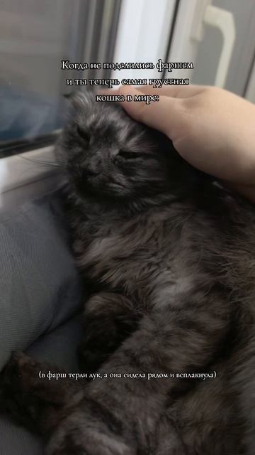 Не разрешили Бусеньке съесть кило фарша...😭