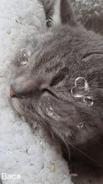 20. 04. 26. #котик Вася 🐈