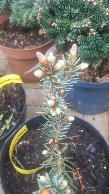 ❤🌲Ель Герман Нау 
✔Продажа растений в макс и телеграм канале: Https://t.me/love_is_hvoiny_dvorik
🚛🪴О