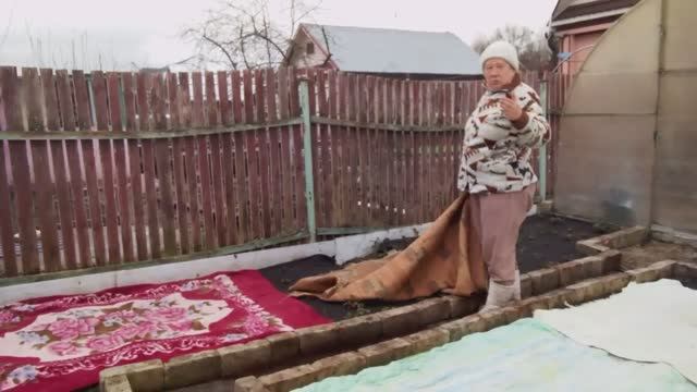 Ночные заморозки. Спасаю викторию.