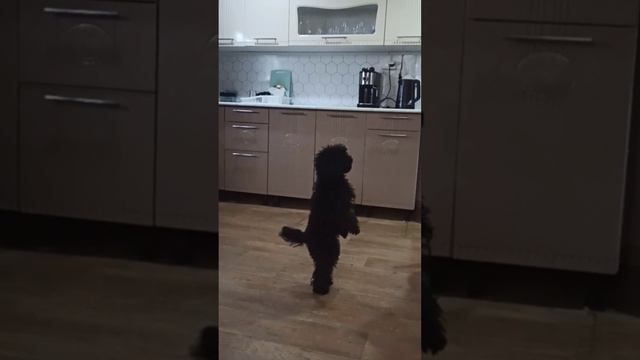 Один день Муси и Айзы.🐩🐱