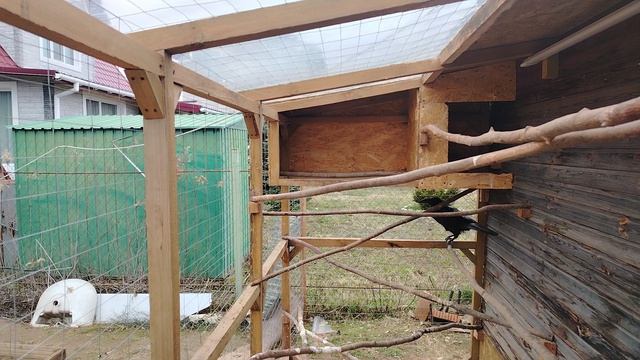 Ворон Гриша 20 апреля, с праздником