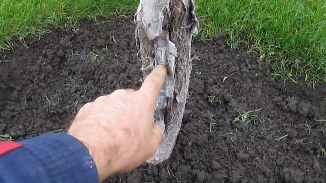 ПЕРЕПРИВИВКА ПЕРСИКА.  Что делать если прививка сильно растёт вверх. #ВиталийОрех #Виталий7соток