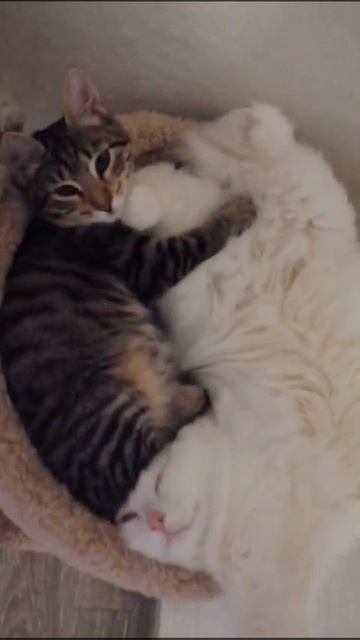 Найди кота))