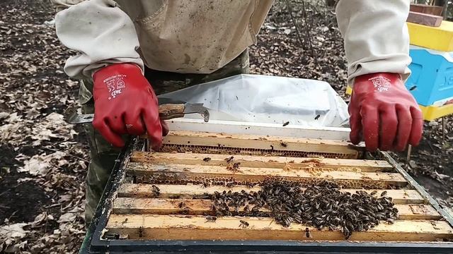 18.04.2026. Матка-трутовка. Признаки. Исправление пчелосемьи.