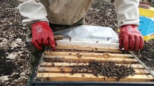 18.04.2026. Матка-трутовка. Признаки. Исправление пчелосемьи.