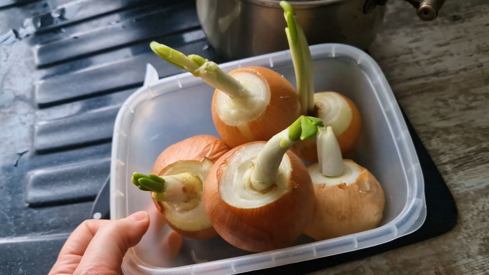 Чуть не убили словом. Решила не рисковать. Чищу лук для посадки на перо.