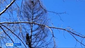 Целую операцию по спасению кота с дерева проаели жители Иркутска