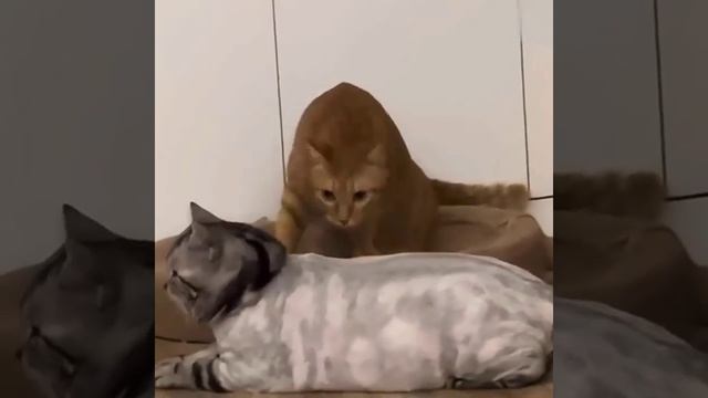 Побрили! По необходимости! Реакция рыжего бесценна! И да закадровый смех)