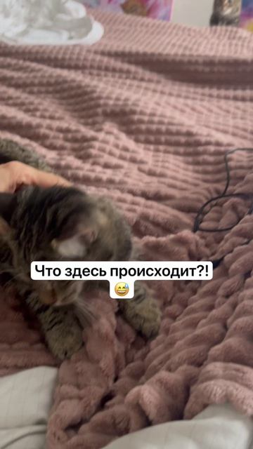 Котики любопытные и ласковые  существа