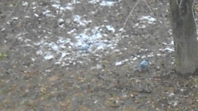 Голуби ищут еду. DSCN5904