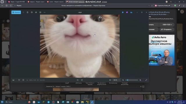 милый котик :)