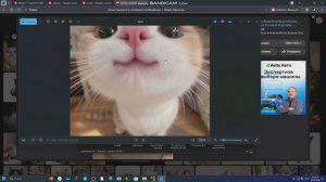 милый котик :)