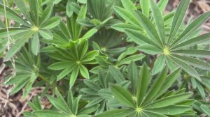 Какие носики вы любите? Как чувствуют себя огурцы после первой ночи?