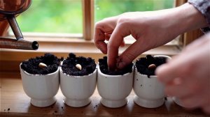 🥚⚡  ЯИЧНАЯ УПАКОВКА → ГОРШОЧКИ ЗА 5 МИНУТ: Лайфхак, который спасёт твою рассаду! 🔥🌱