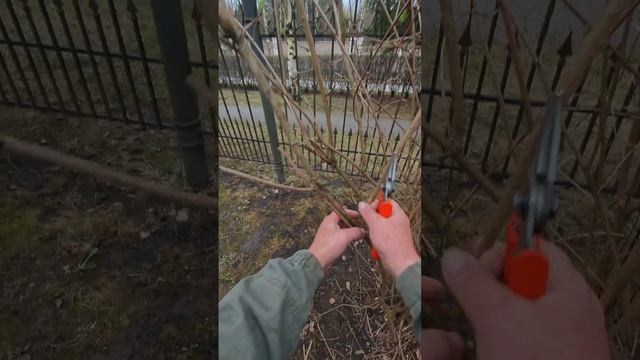 кто любит обрезать жасмин? быстро признавайся!!!

Химки Подмосковье 
байки слепого садовника