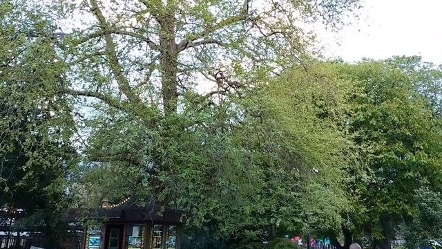 г. Ялта. Набережная. апрель 2026 год.