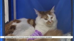 В иркутском «Сибэкспоцентре» провели международную выставку кошек «Сокровища Камеи»