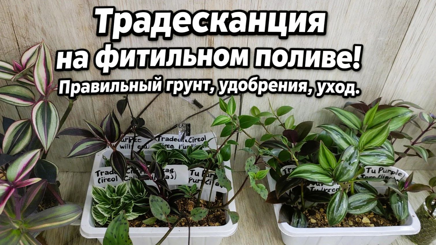 Пересадка ТРАДЕСКАНЦИИ на ФИТИЛЬНЫЙ ПОЛИВ