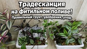 Пересадка ТРАДЕСКАНЦИИ на ФИТИЛЬНЫЙ ПОЛИВ