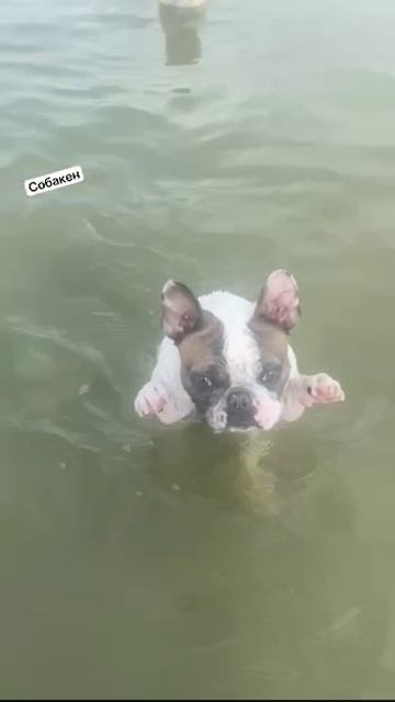 Когда не умеешь плавать