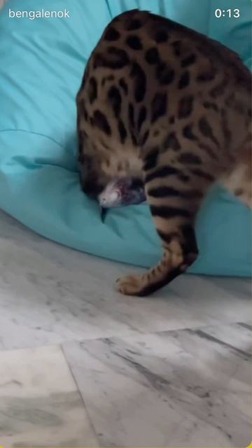 #бенгал #бенгальскийкот